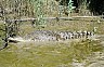 Adelaide River: crocodiles. - Impresiones de Australia, by Laurenz Bobke.